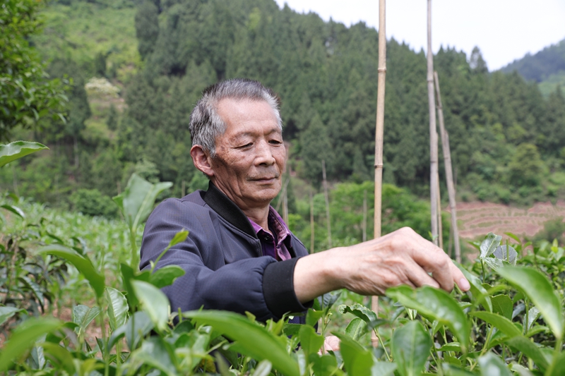 亮岩鎮太極村村民張龍全正在打理自家茶園。 廖槐花 攝