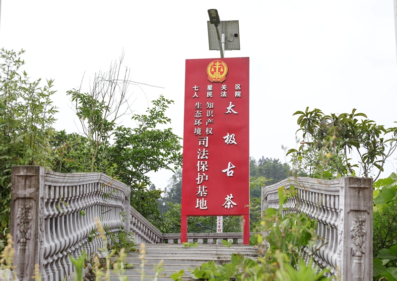 太極古茶司法保護基地 廖槐花 攝.JPG