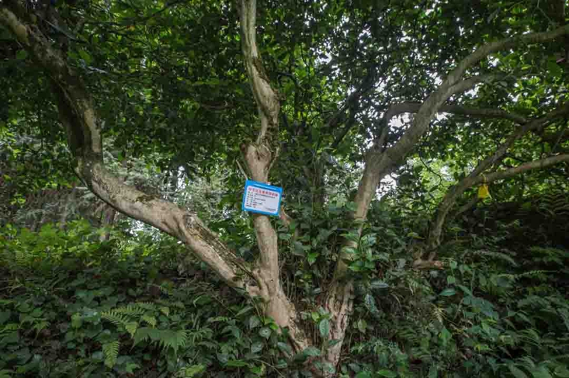 太極村古茶樹。 廖槐花 攝.jpg
