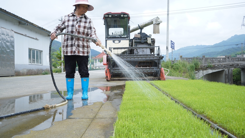 农户为机械化育苗浇水中.JPG