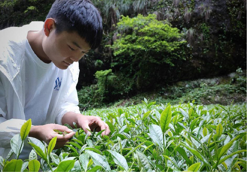精心管護茶樹。