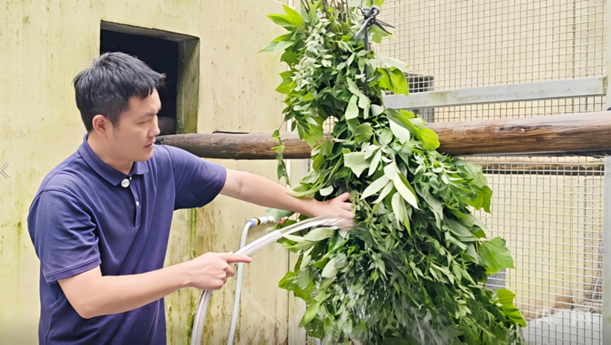 杨伟正在将采摘的青叶进行冲洗。栾小琳摄