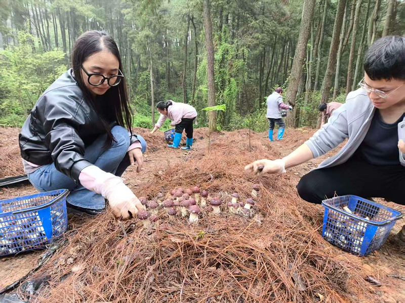 图：南江乡食用菌 (2)