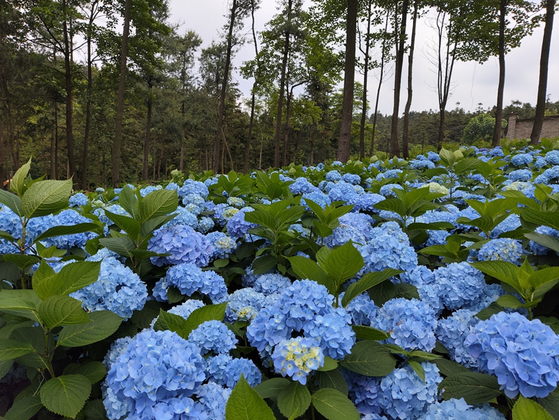林下成片的大花绣球。鄢永华摄。.jpg