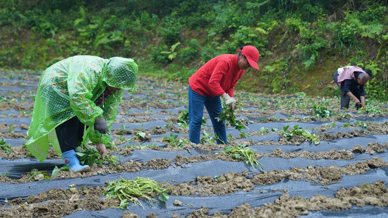 栽种红薯（阮进勇  摄）.JPG