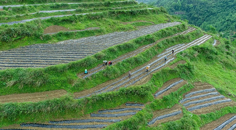 红薯种植基地.jpg