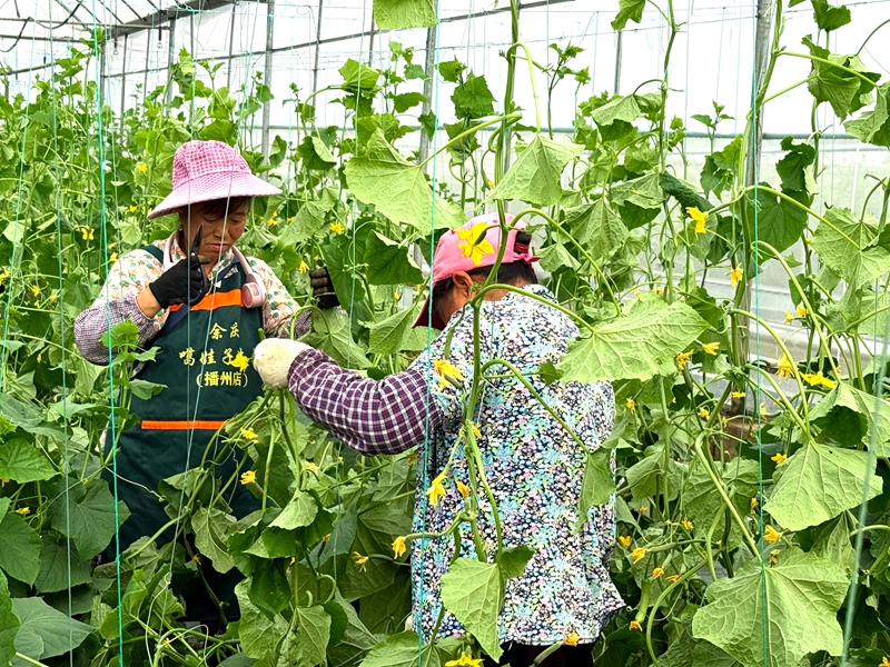 3、 農戶管護青瓜。.jpg