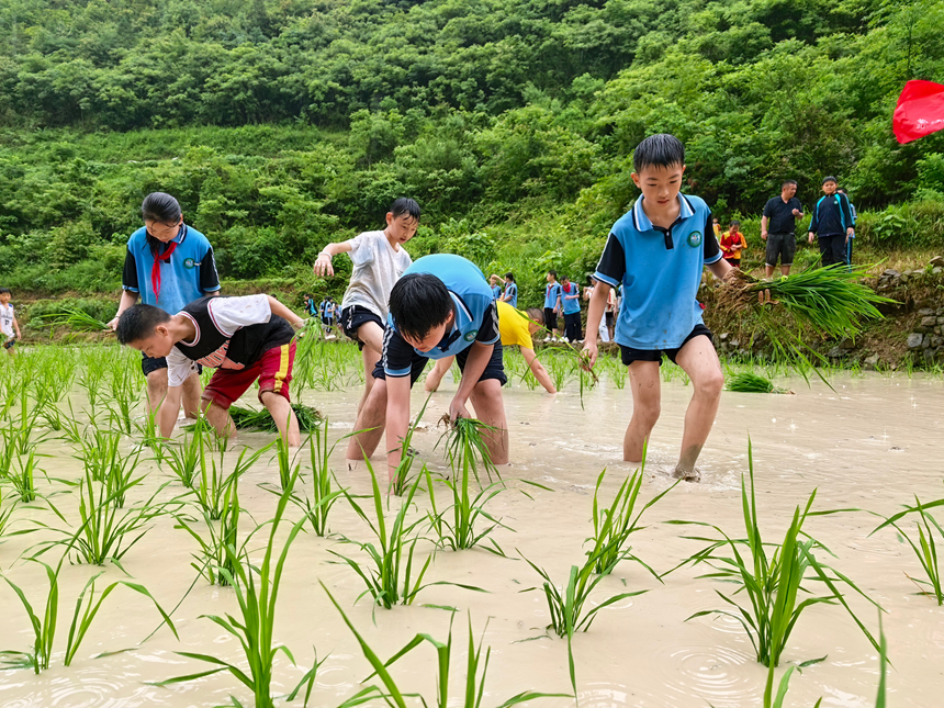 石阡县第五小学：田间插秧迎六一 劳动实践润童心。
