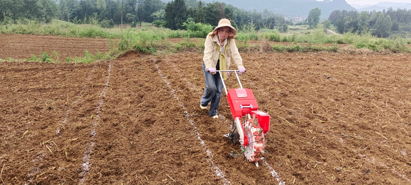 村民推着小型手推播种机沿标线匀速行进，精准落籽定行.jpg