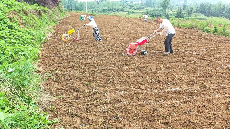 村民推着小型手推播种机沿标线匀速行进，精准落籽定行带状复合种植.jpg