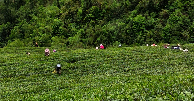 脚尧村村民在茶山上采茶。脚尧村供图