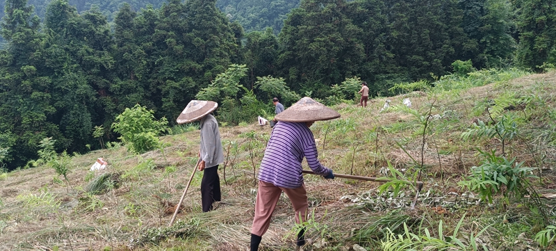 村民们抢季节给黄精除草.jpg