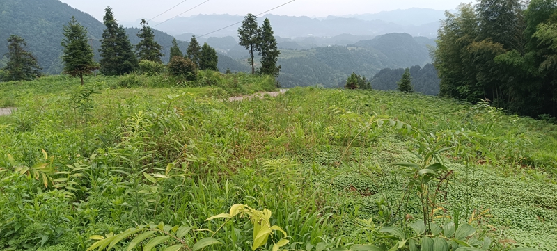 基地里黄精长势喜人.jpg