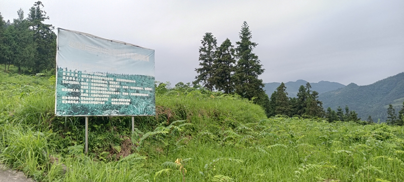 松桃大溪村黄精种植基地.jpg
