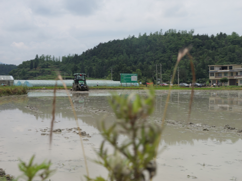 机械化打田.JPG