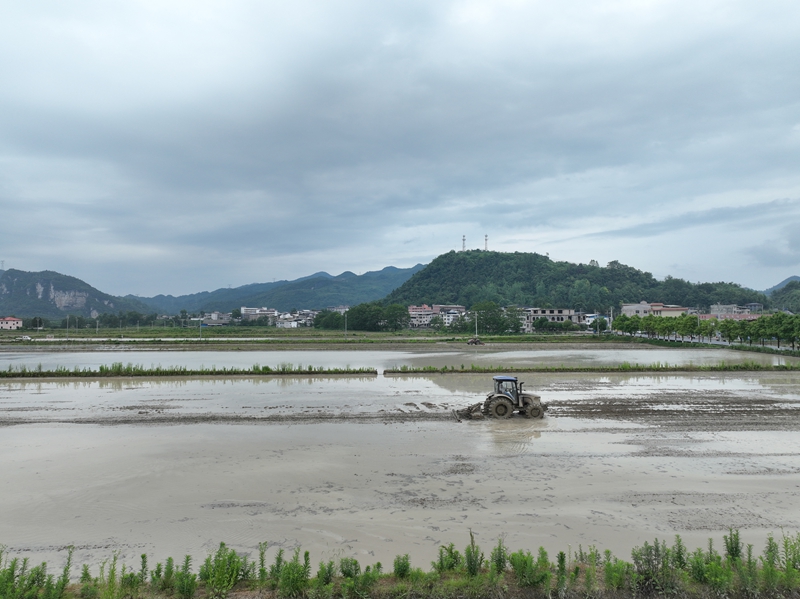 机械化打田。
