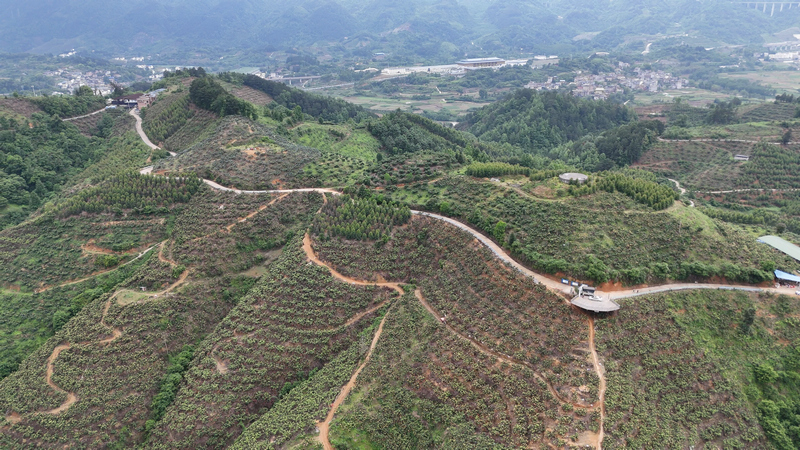 荔波县朝阳镇万亩枇杷果园。