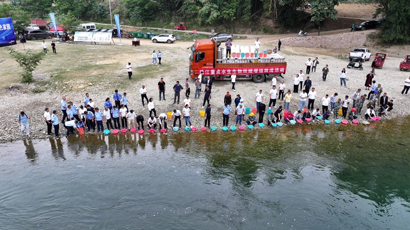 羅甸縣重點水生生物斑鳠增殖放流現場.jpg