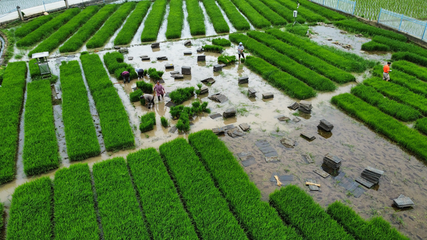 上翁哨村优质水稻种植基地育苗田一隅。