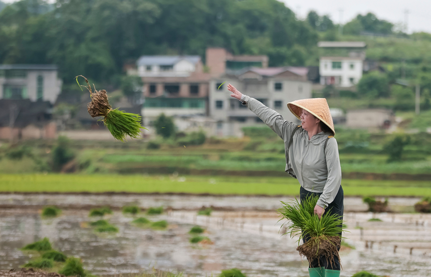上翁哨村村民在抛掷待移栽秧苗。