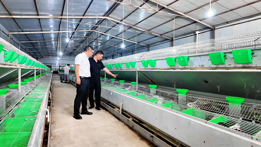 在普定县的普定众鑫科苑兔业有限公司兔场内，场长夏坚正与普定畜牧站的技术人员一道，神情专注地对即将用于繁殖的种兔进行全面健康检测与性能评估。