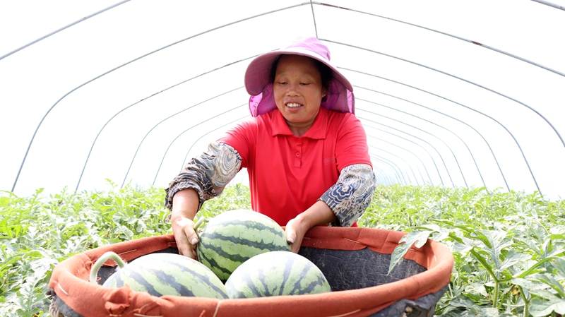 貴州獨山三橋社區西瓜成熟上市。
