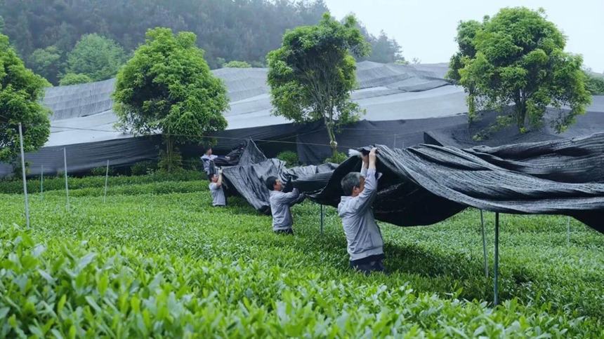 梵净抹茶拓宽中国新特产之路。