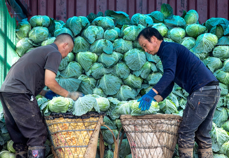 村民把采收的莲花白装车。