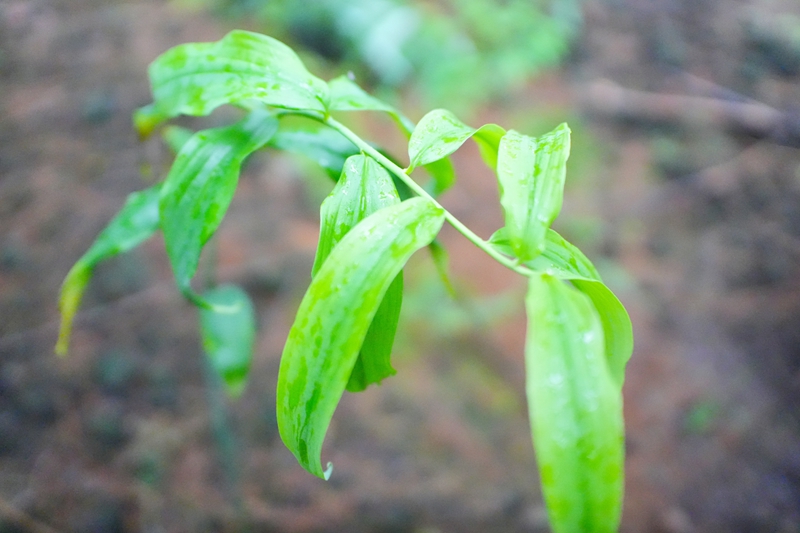 1、茅台镇林下黄精种植基地黄精 。