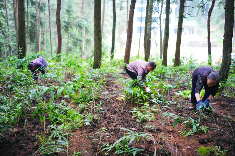 2、在茅台镇林下黄精种植基地， 村民在管护黄精 。
