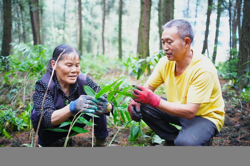 3、在茅台镇林下黄精种植基地， 技术人员指导村民管护黄精。