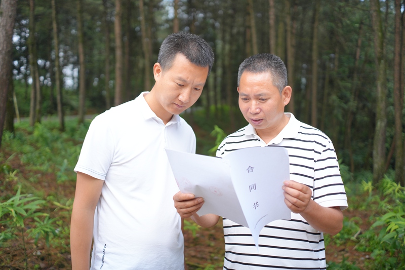 4、在茅台镇林下黄精种植基地 ，负责人查看订单合同。