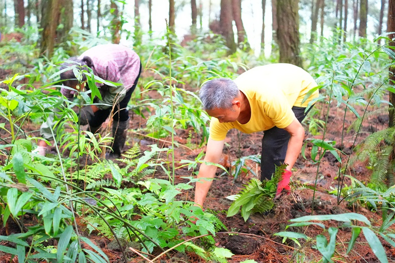 5、在茅台镇林下黄精种植基地，村民在管护黄精 。