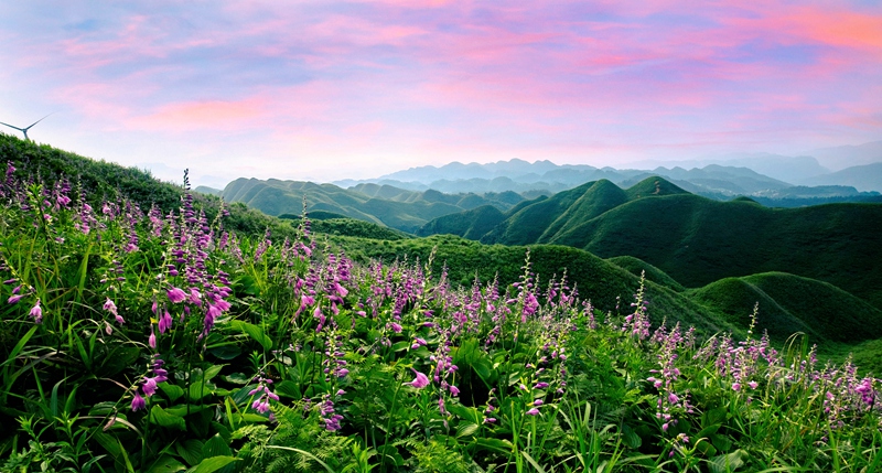 4贵州毕节金沙县玉簪花海（中共金沙县委宣传部提供）