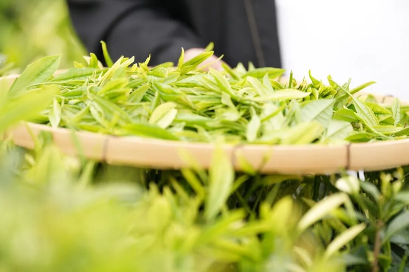 一葉萬金——梵淨抹茶的新質生產力之路。