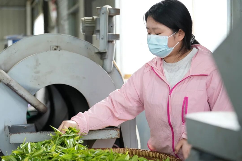 一葉萬金——梵淨抹茶的新質生產力之路。