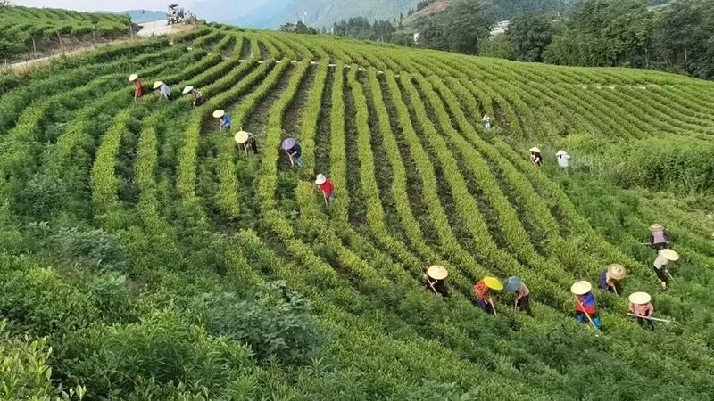 一葉萬金——梵淨抹茶的新質生產力之路。
