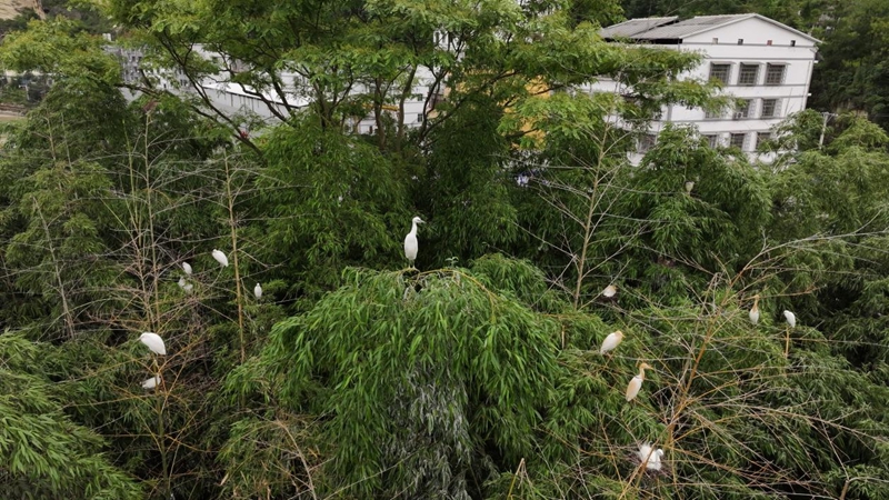贵州印江：初夏印江河 鹭鸟育雏忙。