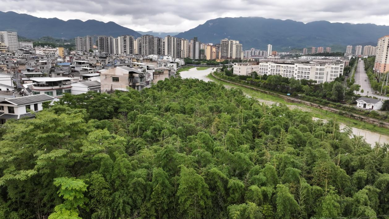 贵州印江：初夏印江河 鹭鸟育雏忙。