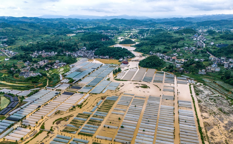 2026年6月7日，拍摄贵州省黔西市甘棠镇大寨村受灾的大棚基地。（陈颖 摄）