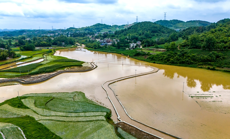 2026年6月7日，拍摄贵州省黔西市文峰街道受灾的稻田。（陈颖 摄）