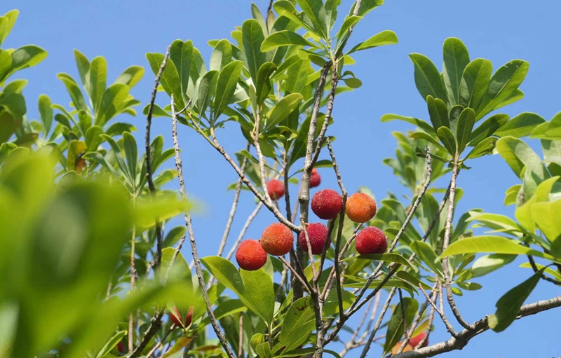 贵州平坝桃花湖村：杨梅挂满枝采摘正当时。