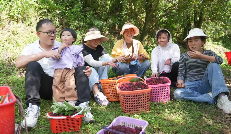 贵州平坝桃花湖村：杨梅挂满枝采摘正当时。