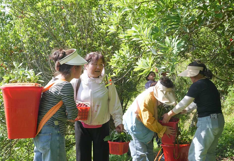贵州平坝桃花湖村：杨梅挂满枝采摘正当时。