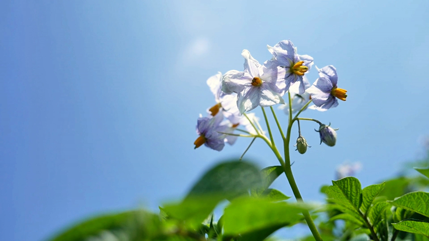 白紫相间的马铃薯花朵。