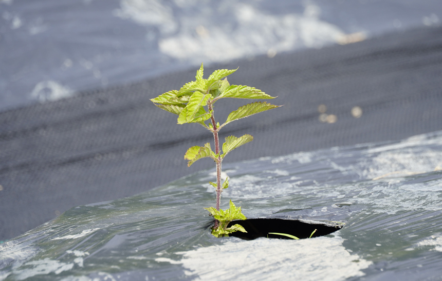 仙草。