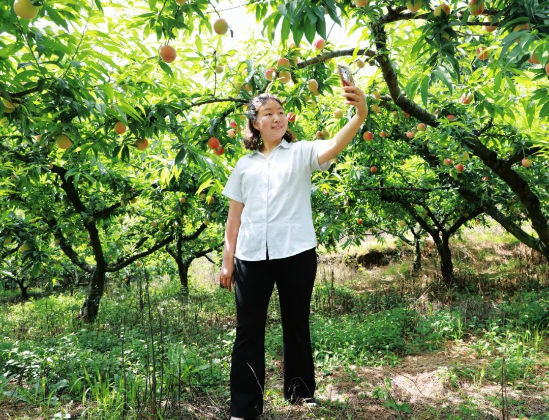 查看桃子品相。
