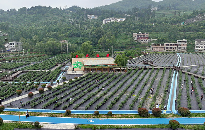 嘉宾在采摘蓝莓。  