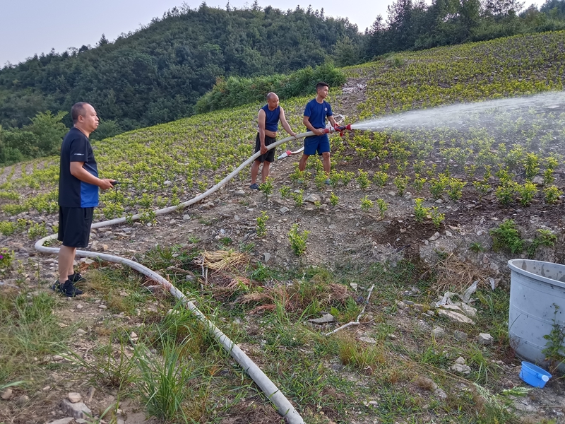 茶苗输水。