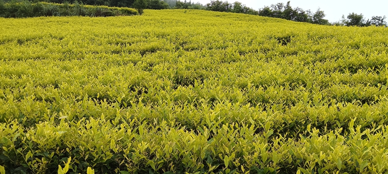 茶苗现状。